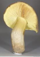 Photo Texture of Mushroom 0012
